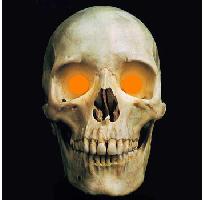 5mm Orange LED Creature Eyes 9v Image